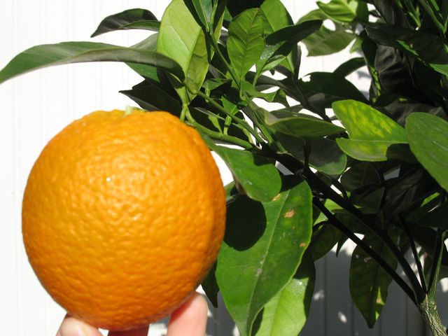 Dec-2006