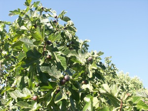 Oct-2007