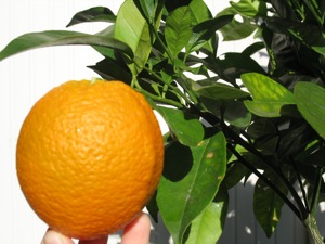 Dec-2006